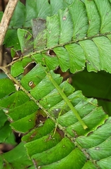 Exocnophila