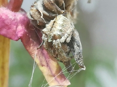 Parawixia audax