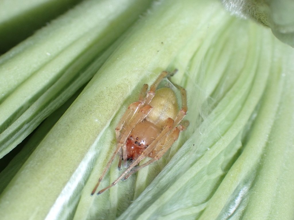 Cheiracanthium canariense