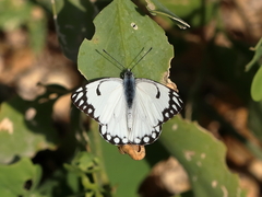 Belenois aurota