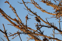 Cossypha caffra caffra