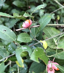Euonymus