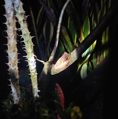 Polypedates occidentalis