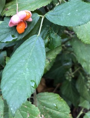 Euonymus