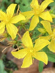 Hypericum perforatum