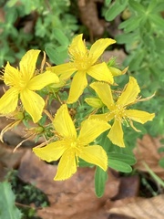 Hypericum perforatum