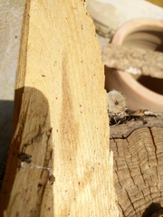 Acariformes