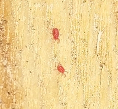 Acariformes