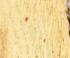 Acariformes