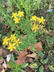 Hypericum perforatum