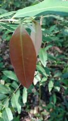 Simarouba
