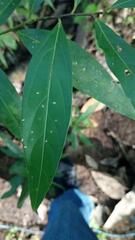 Casearia sylvestris