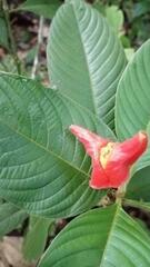 Palicourea tomentosa