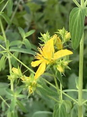 Hypericum perforatum