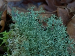 Cladonia ciliata