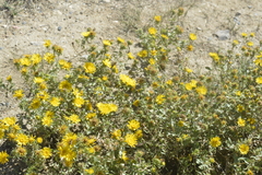 Grindelia squarrosa