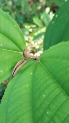 Miconia subcrustulata