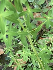 Hypericum perforatum