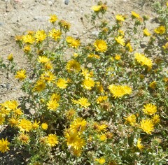 Grindelia squarrosa