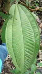 Miconia subcrustulata