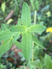 Hypericum perforatum