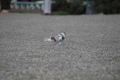 Columba livia domestica