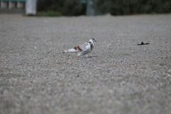 Columba livia domestica