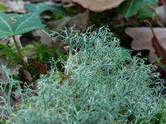 Cladonia ciliata