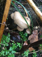 Pleurotus ostreatus