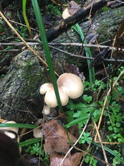 Pleurotus ostreatus