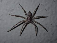 Pulchellodromus