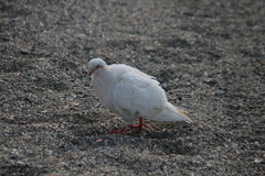 Columba livia domestica