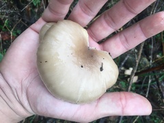 Pleurotus ostreatus