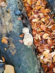 Fomes fomentarius