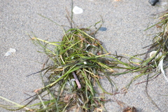 Zosteraceae