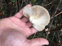 Pleurotus ostreatus