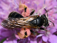 Andrena hattorfiana