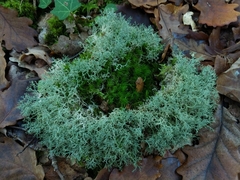 Cladonia ciliata