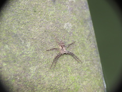Philodromus buxi
