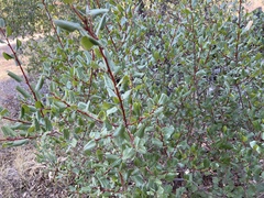 Rhamnus ilicifolia