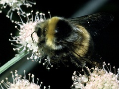 Bombus lucorum