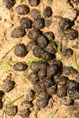 Oryctolagus cuniculus