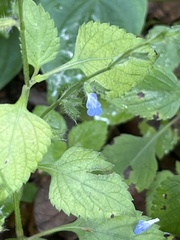 Salvia misella