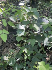 Amphicarpaea edgeworthii