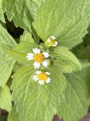 Galinsoga quadriradiata