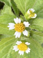 Galinsoga quadriradiata