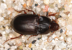 Amara consularis