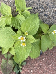 Galinsoga quadriradiata