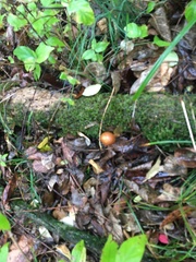 Galerina marginata