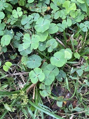 Marsilea macropoda